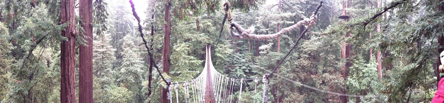 Suspension bridge through the forest